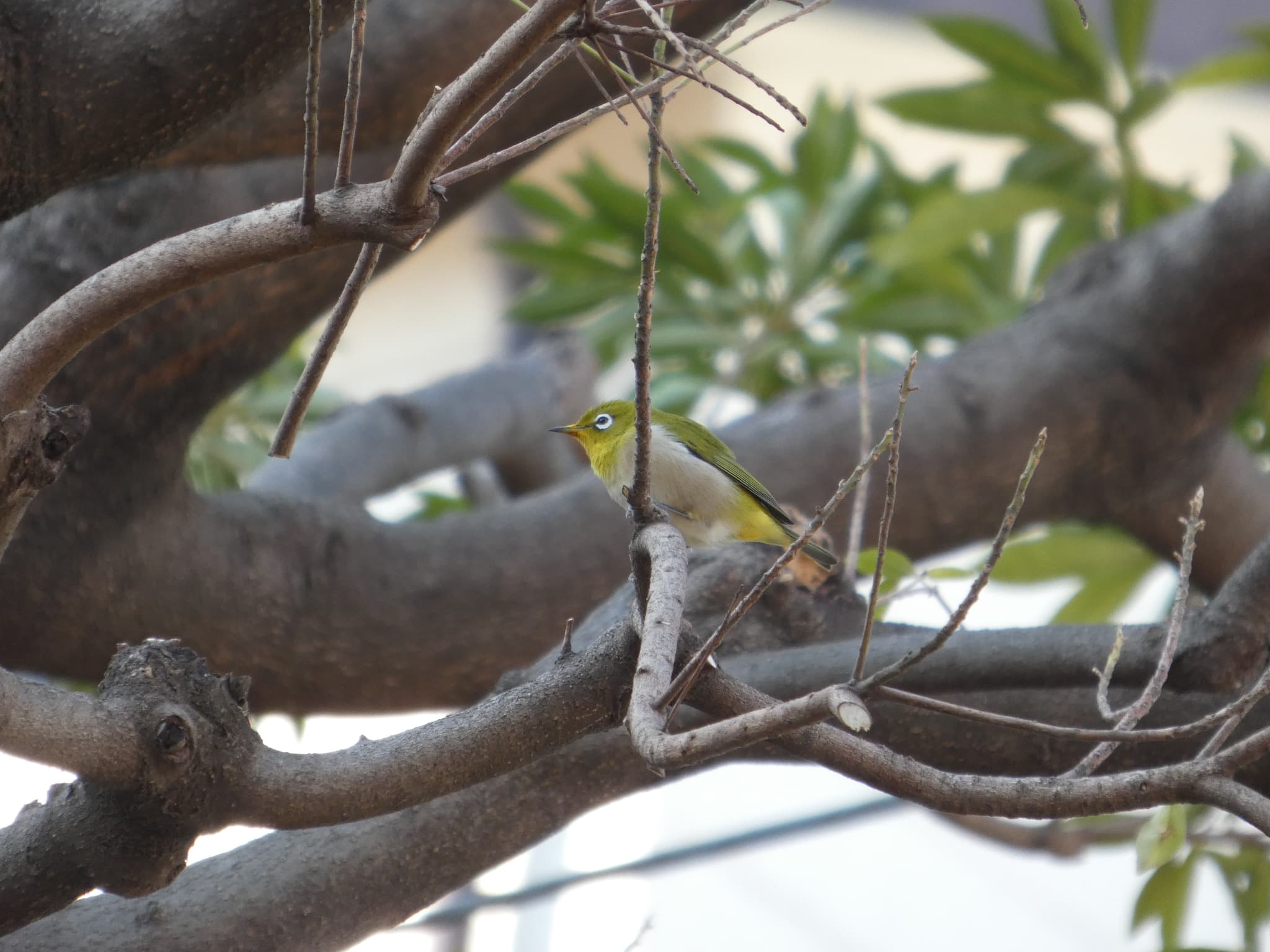 Zosterops japonicus01